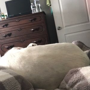 Meet your Posher, Preston